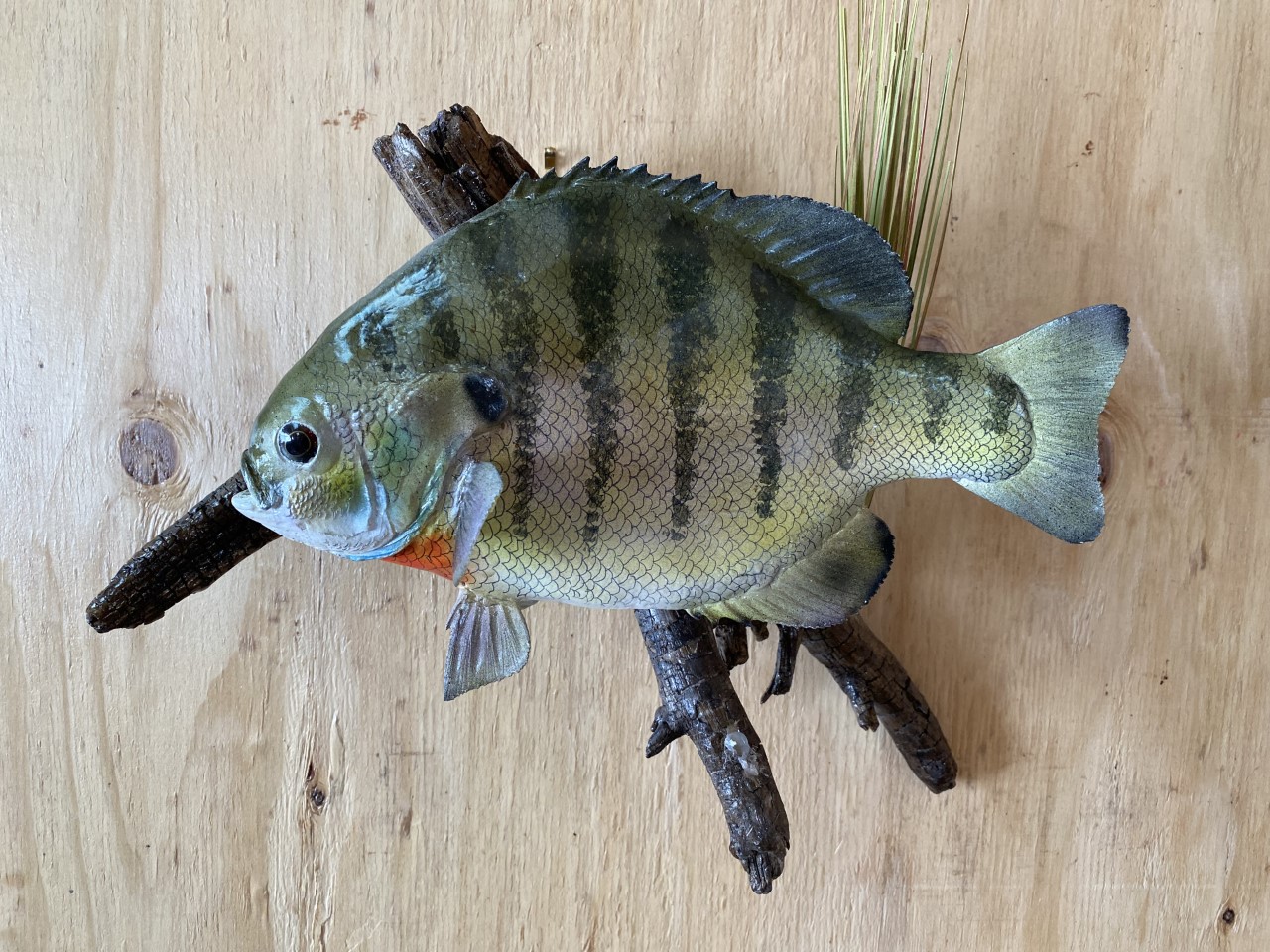 Bluegill Taxidermy Fish Mount For Sale