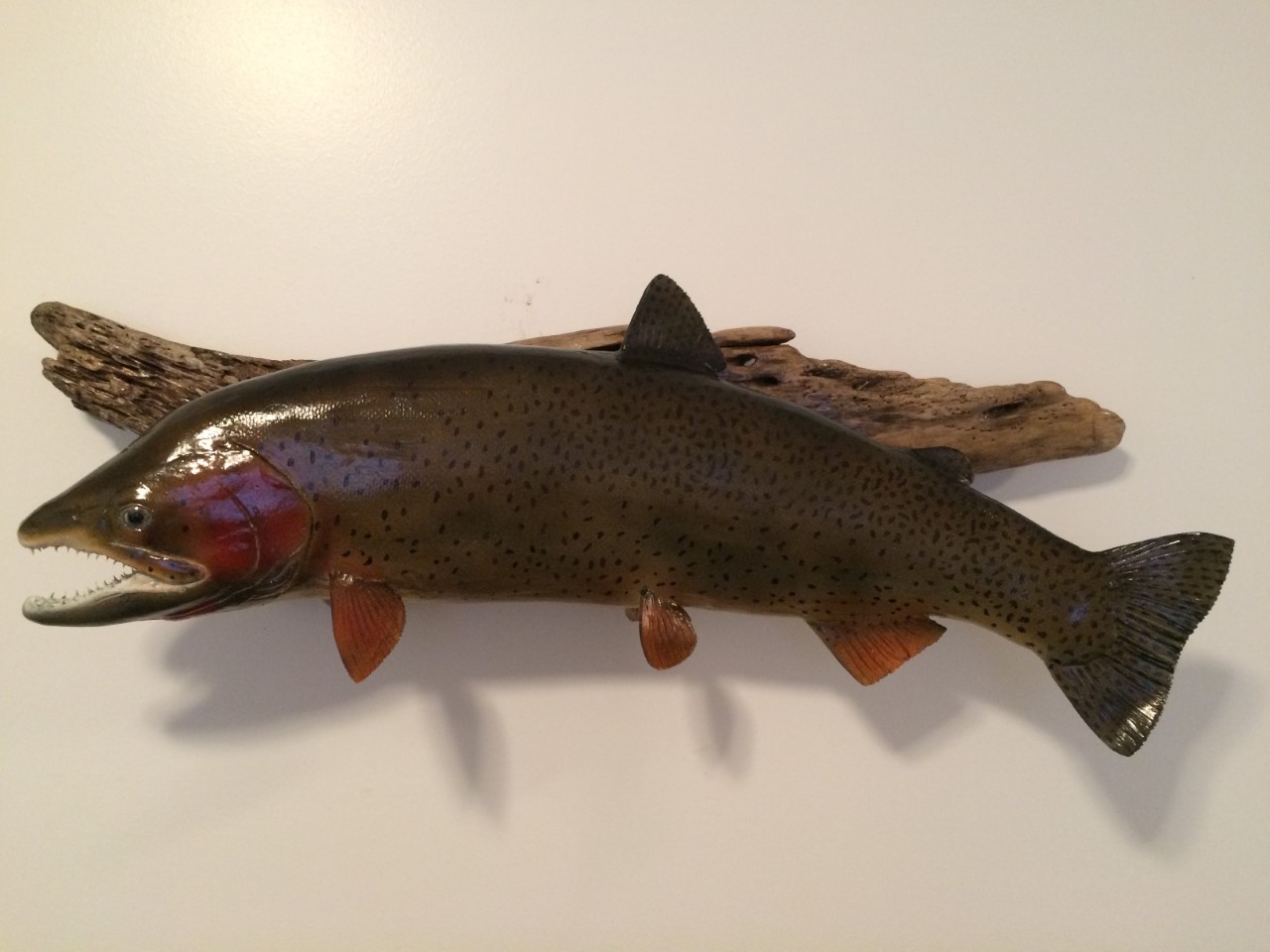 Tiger Trout Fish Mounts & Replicas by Coast-to-Coast Fish Mounts